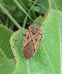 Spilostethus rivularis