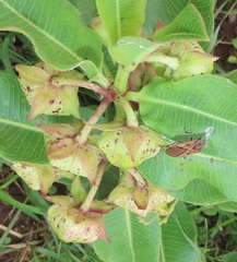 Pachycarpus appendiculatus