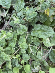 Stachys ajugoides