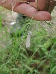 Schoenobiinae