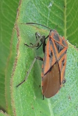 Spilostethus rivularis