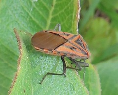 Spilostethus rivularis