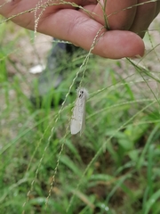 Schoenobiinae