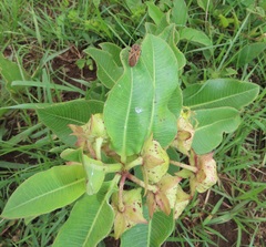 Pachycarpus appendiculatus