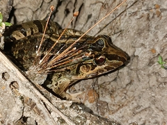 Leptodactylus macrosternum