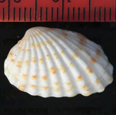 Cardites floridanus