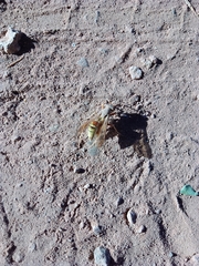 Agapostemon melliventris