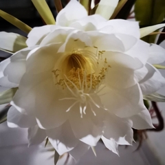Epiphyllum