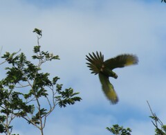 Primolius auricollis