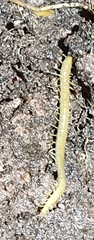Geophilomorpha