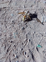 Agapostemon melliventris
