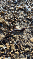 Narceus americanus