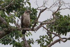 Circaetus cinerascens