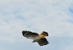 Geranospiza caerulescens