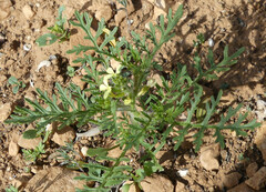 Carrichtera annua