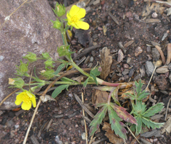 Potentilla glaucophylla