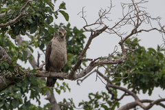Circaetus cinerascens