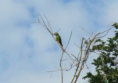 Primolius auricollis