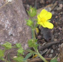 Potentilla glaucophylla