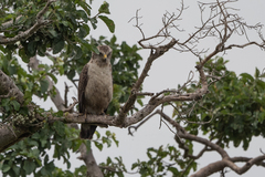 Circaetus cinerascens