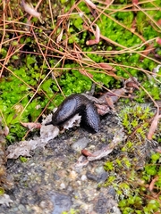 Gastropoda