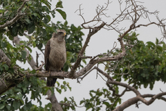 Circaetus cinerascens