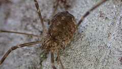 Opilio saxatilis