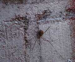 Opilio saxatilis