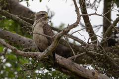 Circaetus cinerascens