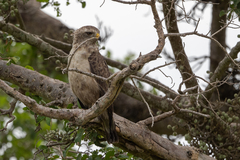 Circaetus cinerascens