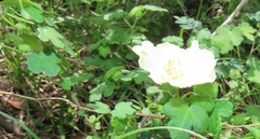 Pavonia dregei