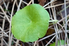 Hydrocotyle vulgaris