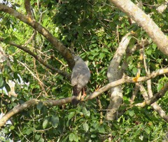 Geranospiza caerulescens