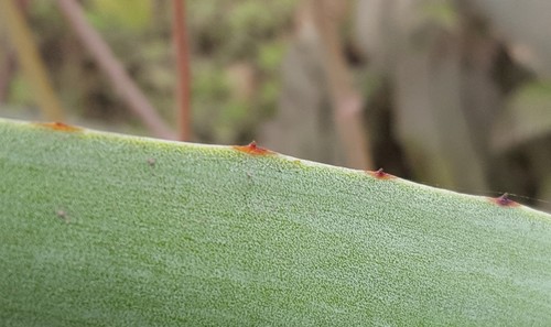 Agave weberi