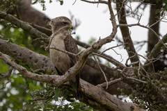 Circaetus cinerascens