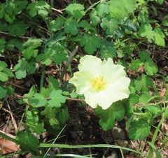 Pavonia dregei