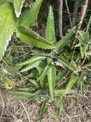 Kalanchoe daigremontiana