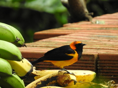 Icterus auricapillus