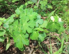 Pavonia dregei