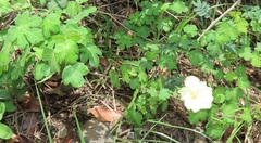 Pavonia dregei