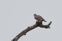 Streptopelia vinacea