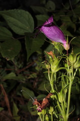 Penstemon bolanius