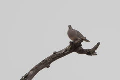 Streptopelia vinacea