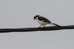 Lanius excubitoroides