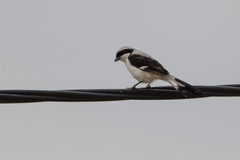 Lanius excubitoroides