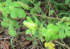 Pavonia dregei