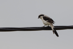 Lanius excubitoroides