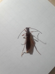 Necydalis laevicollis