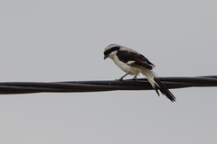 Lanius excubitoroides