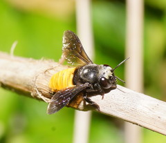 Megachile mystacea